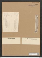 Diatomeae indet. Zeichnungen Sammlung Grunow Nr. 3278 (NHMW-BOT-W0370758)